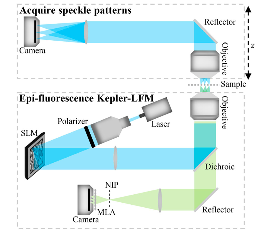 Customized Scattering‐Robust 3D Speckle Correlation for Improved Resolution and Imaging Depth in Scattering Tissue